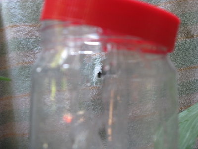 I shot an AA battery at 95 psi and it went through both sides of a peanut-butter jar filled with water, and then went through the towel I was using as a backstop!!!