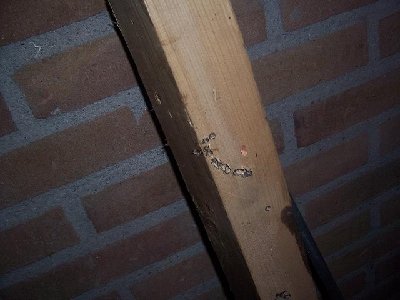 Damage to wood