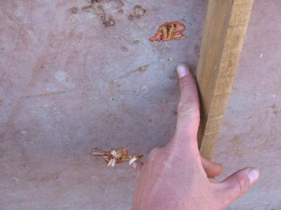 plywood exit wounds from blowdarts...