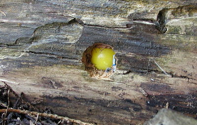 Lemonhead embedded in a log.