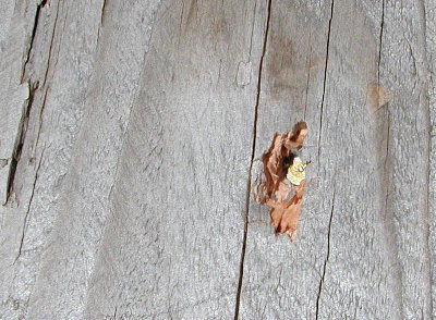 hail head embedded in a 2 X 4.