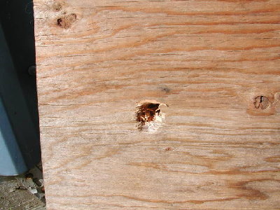 Plywood entrance wound