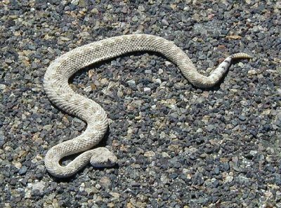 Sidewinder2.jpg
