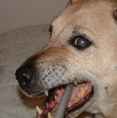 Dog.PNG