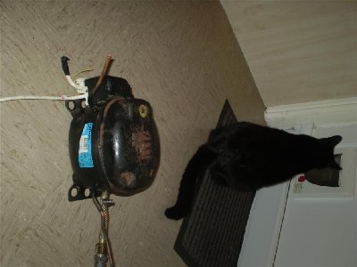 fridgy + cat