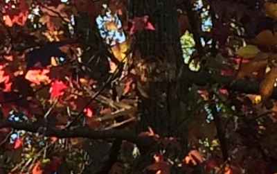 Hard to see, the splintered area is where the aluminum projectile struck this tree.  It hit just to the left of the center passing all the way through.  The tree was 8-10&quot;. If it had hit an inch to the right it likely would have severed the trunk.