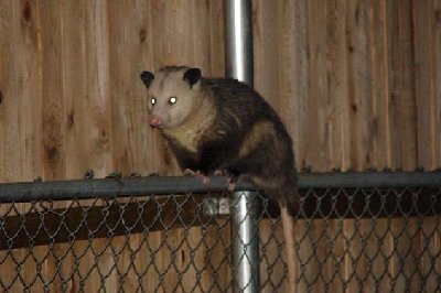 Here it is. I used flash so its eyes are glowing.