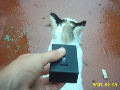 About to knock out my unexpecting cat hehe