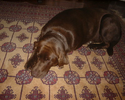 Azores 036.jpg (305.13 KiB) Viewed 3998 times my dog daisy