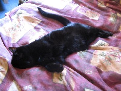 fatcat.JPG (40.8 KiB) Viewed 3997 times This is my 13year old cat befor he had to get put down for heart problems. :(