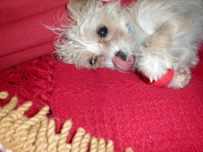my other dog