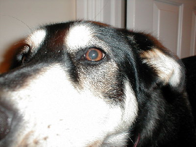 this is my pup getting a close up