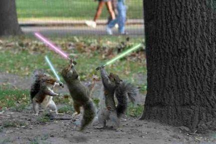 Squerrel Wars