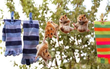 Hamster Resque