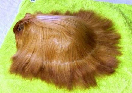 Hamster needs a hair cut!!!
