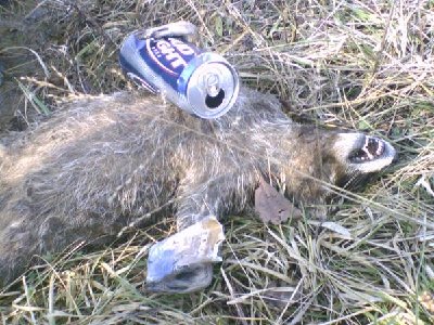 Raccoon is regreting that party last night