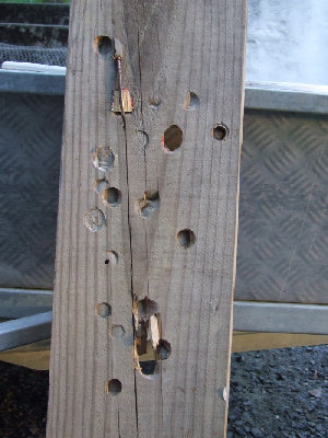 Shooting into 30mm thick plank.