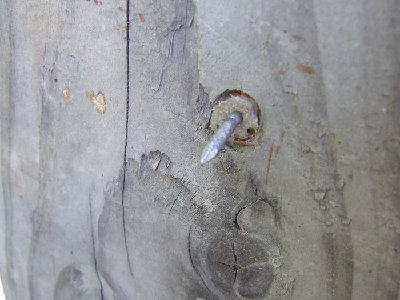 The sharpened rod after I pulled the dowel off. Its buried in there about 25mm and I couldn't pull it out, I tried.